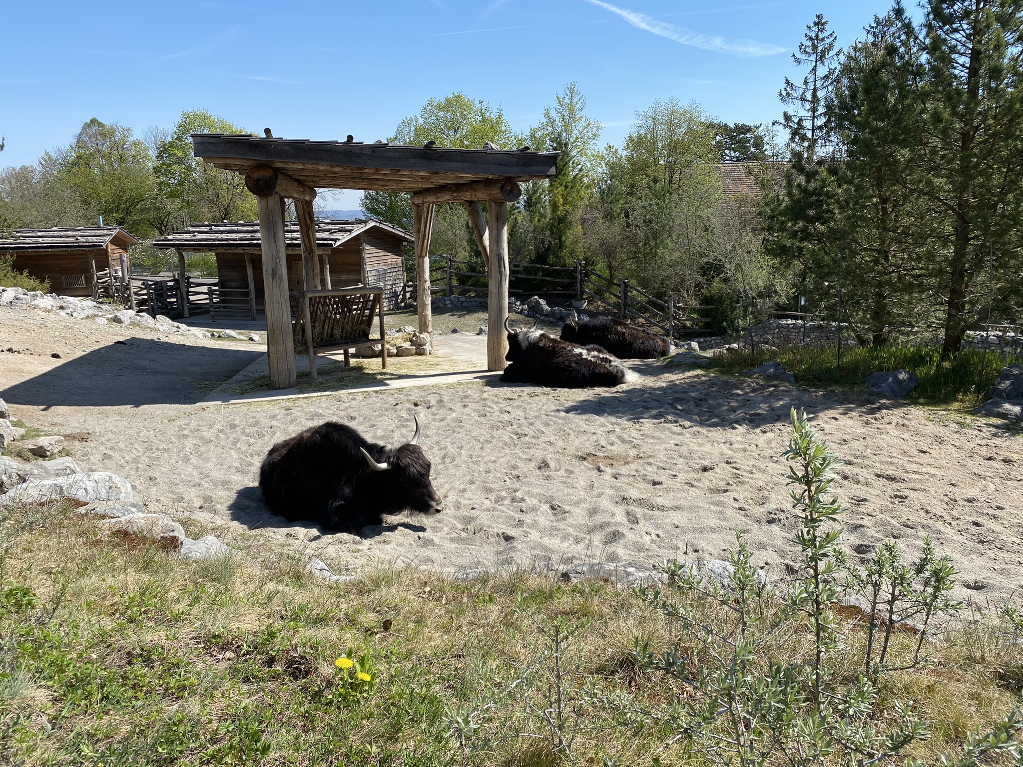 Bild der Yaks im Zoo Zürich