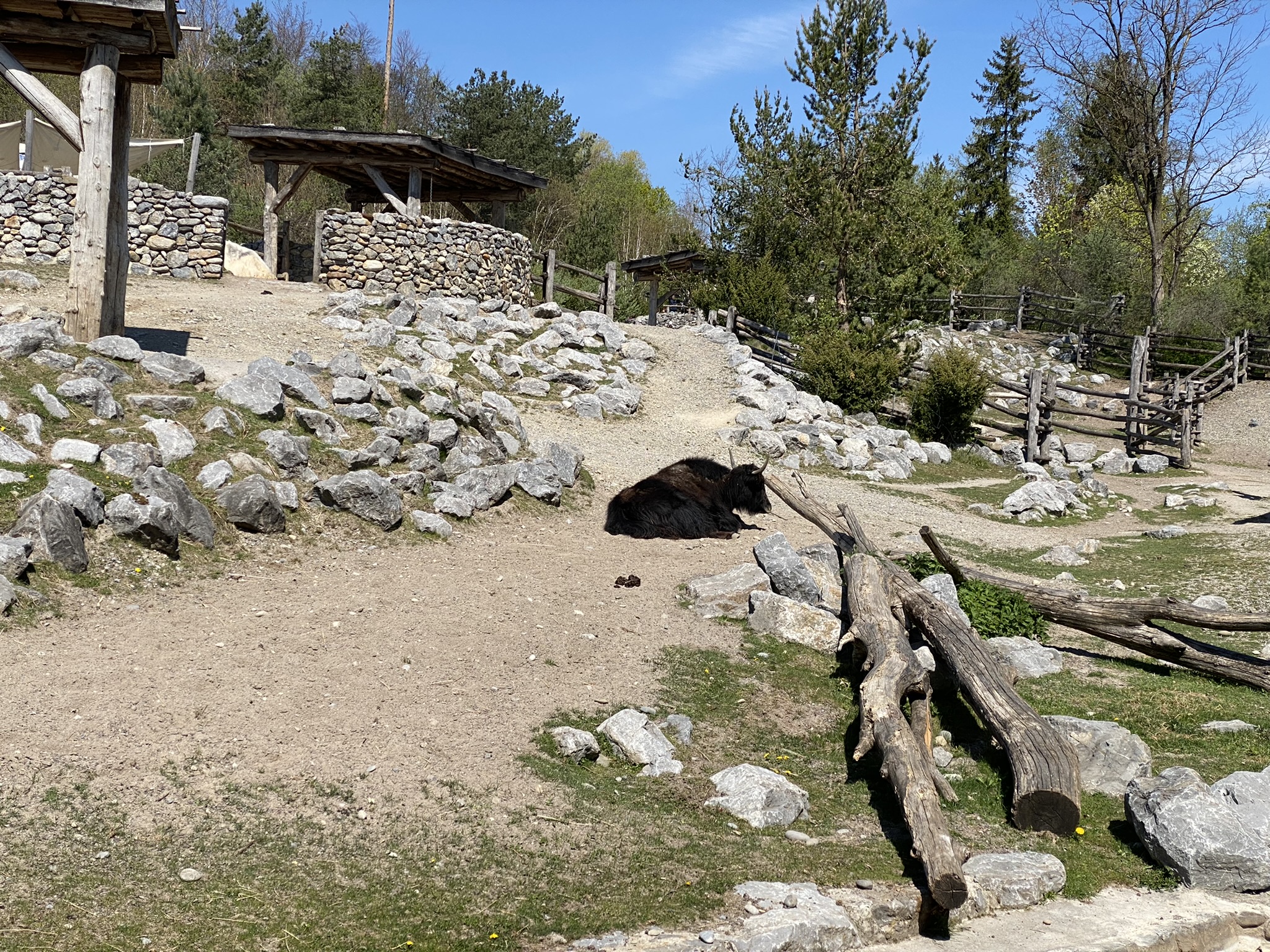 Bild eines Yaks im Zoo Zürich