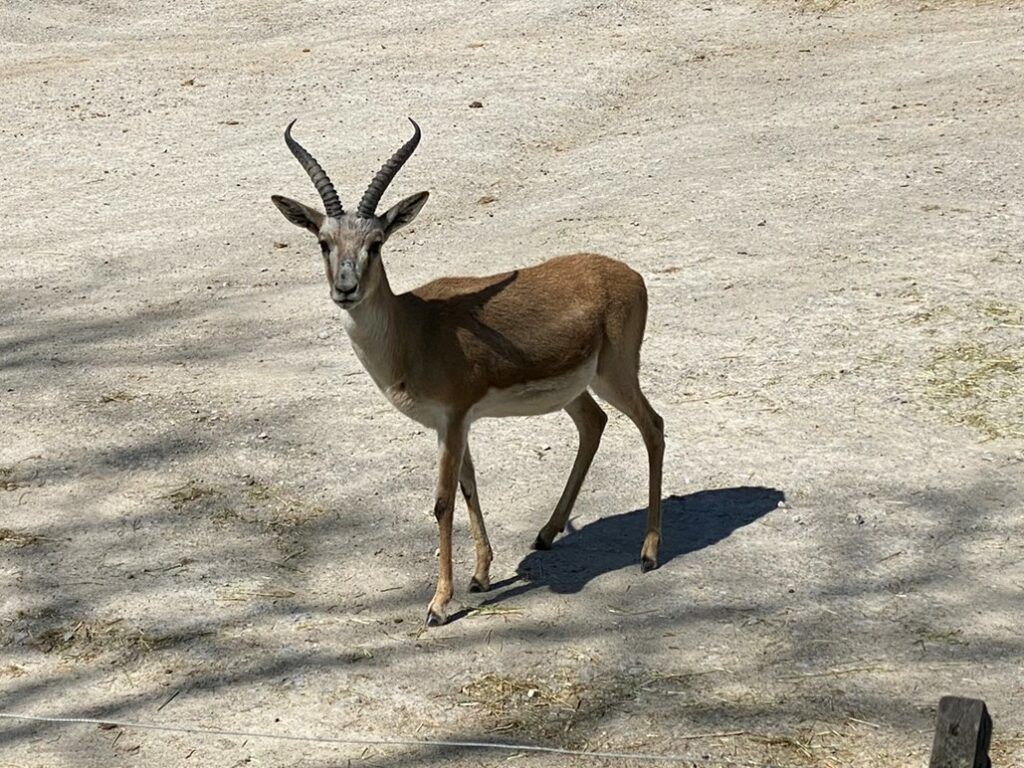 Bild der persischen Kropfgazellen im Zoo Zürich