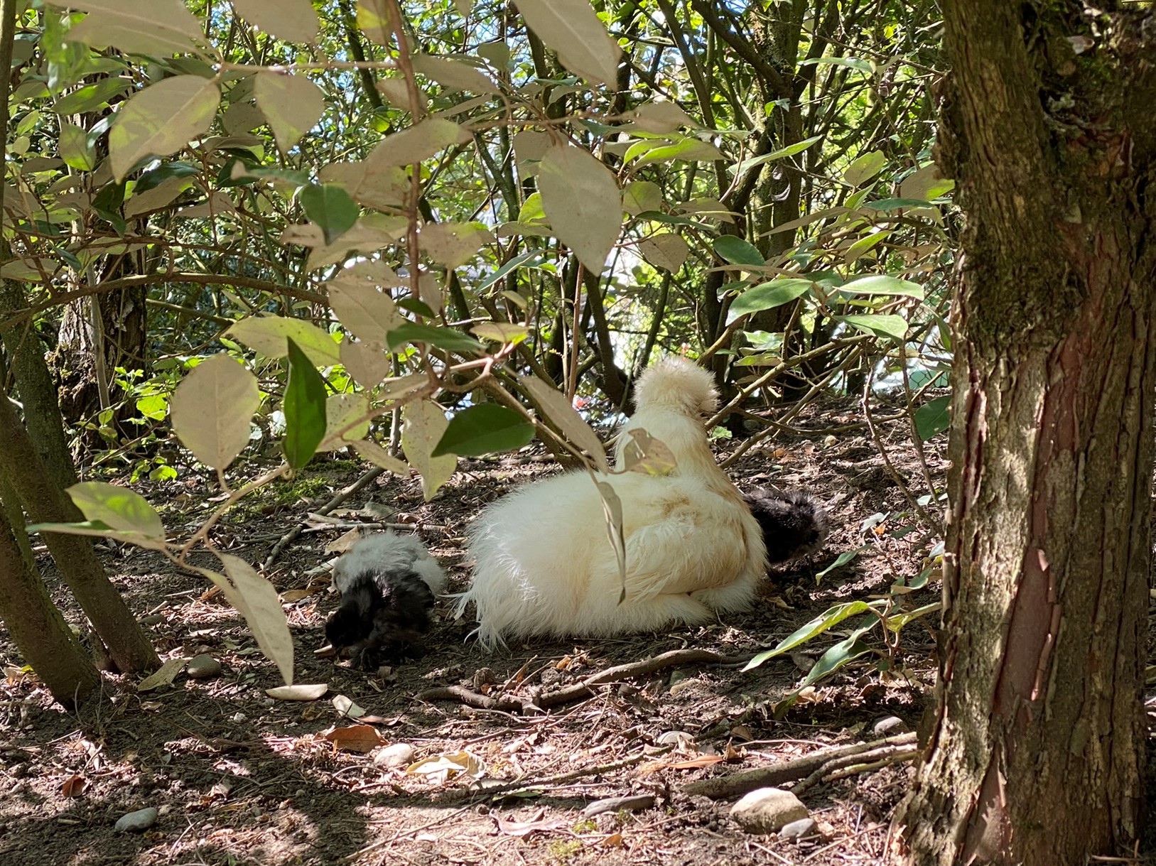Bild der Hühner im Zoo Zürich