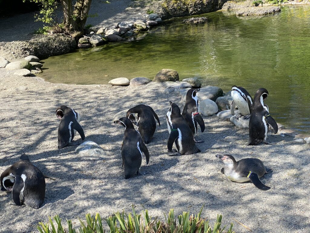 Bild der Pinguine im Zoo Zürich