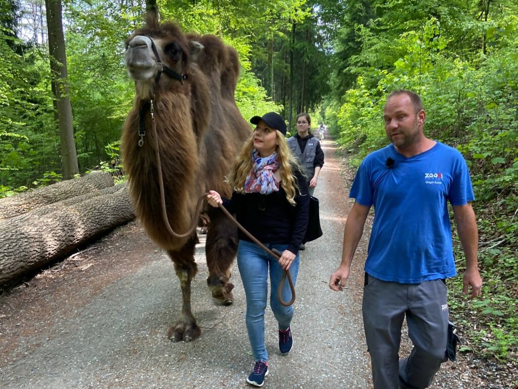 Bild des Trampeltiers im Zoo Zürich