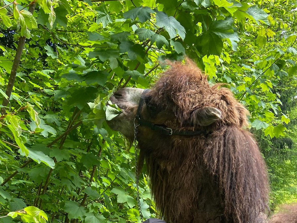 Bild des Trampeltiers im Zoo Zürich