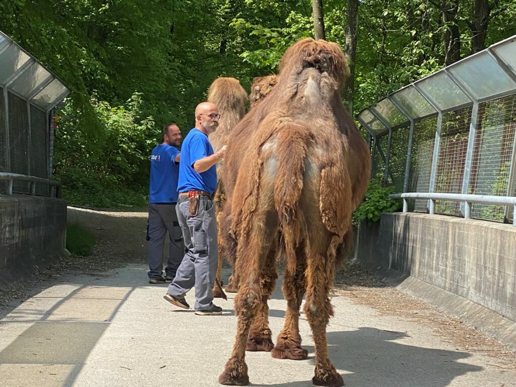Bild des Trampeltiers im Zoo Zürich