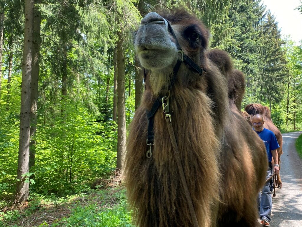 Bild des Trampeltiers im Zoo Zürich