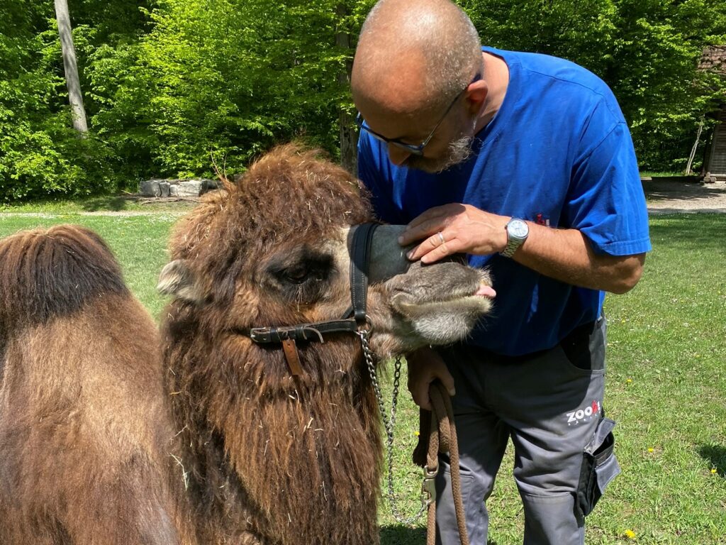 Bild des Tarampeltiers im Zoo Zürich
