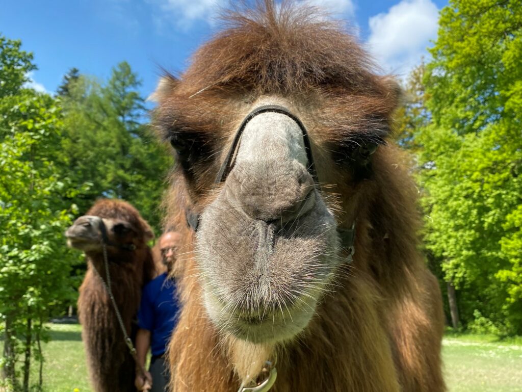 Bild des Trampeltiers im Zoo Zürich