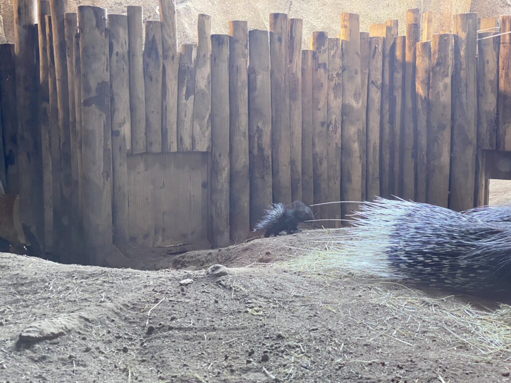 Bild der Stachelschweine im Zoo Zürich