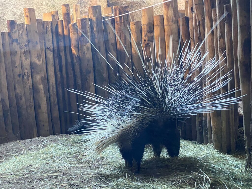 Bild des Stachelschweins im Zoo Zürich