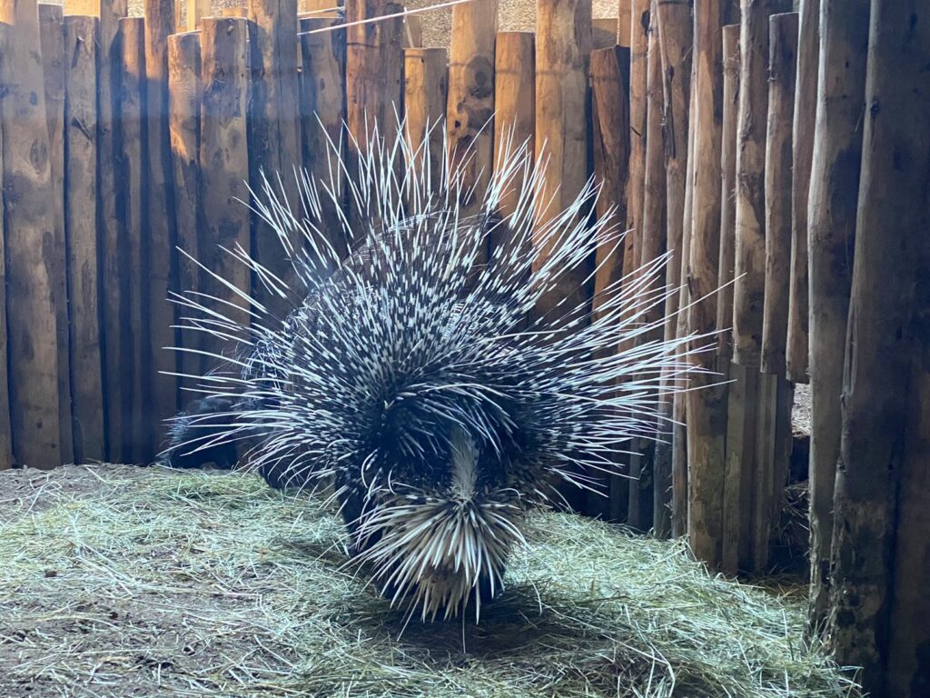 Bild des Stachelschweins im Zoo Zürich