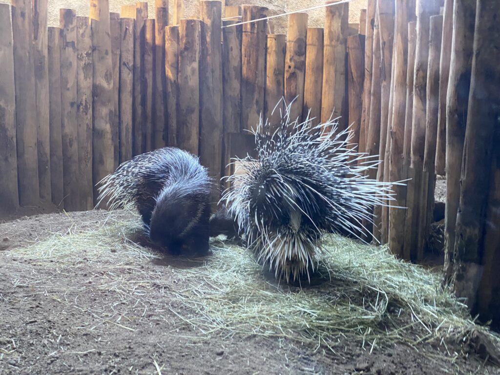 Bild der Stachelschweine im Zoo Zürich