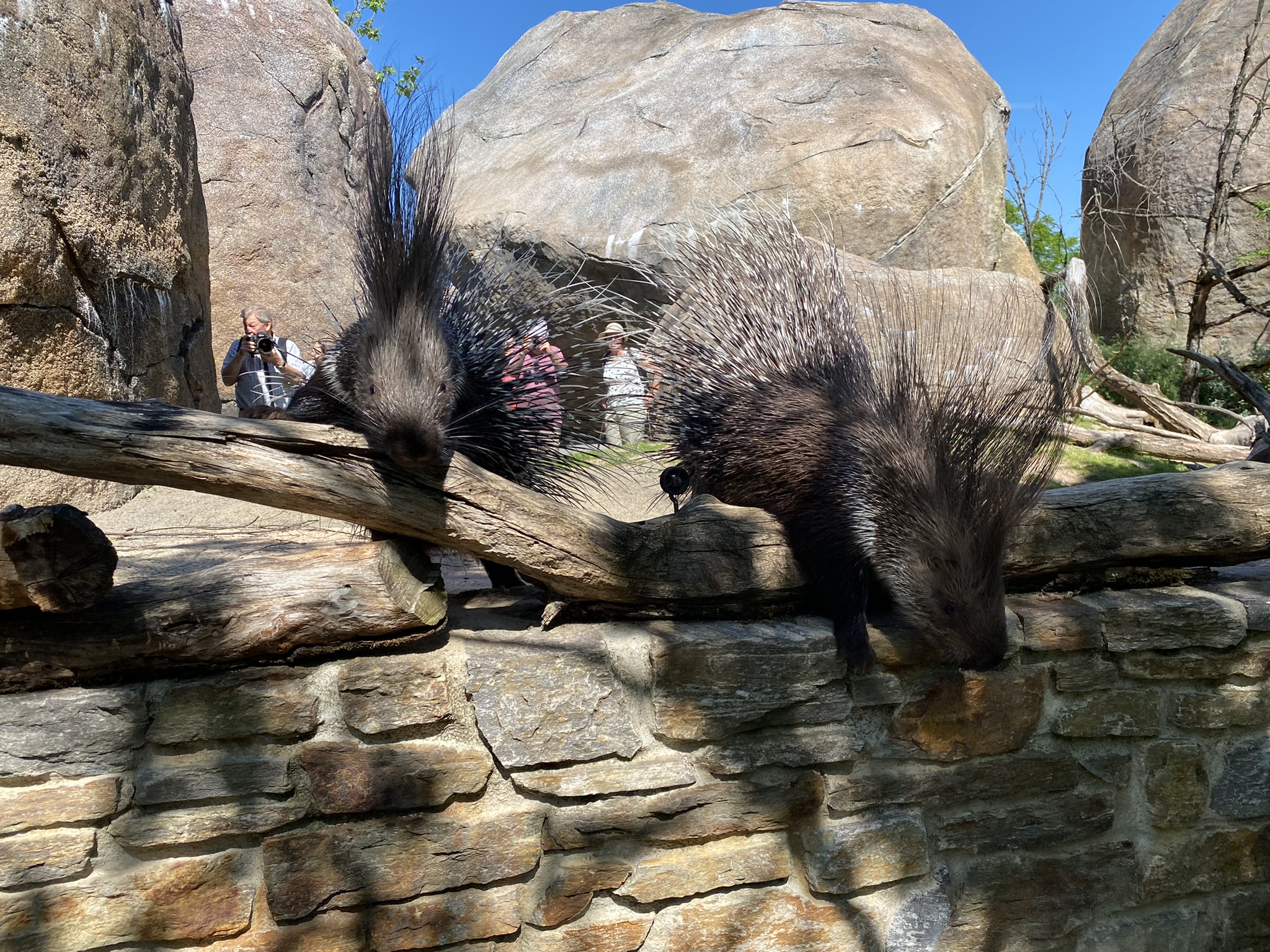 Bild der Stachelschweine im Zoo Zürich