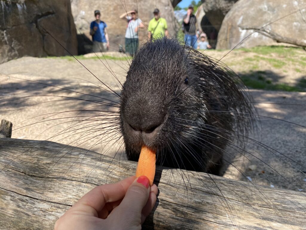Bild des Stachelschweins Kymani im Zoo Zürich
