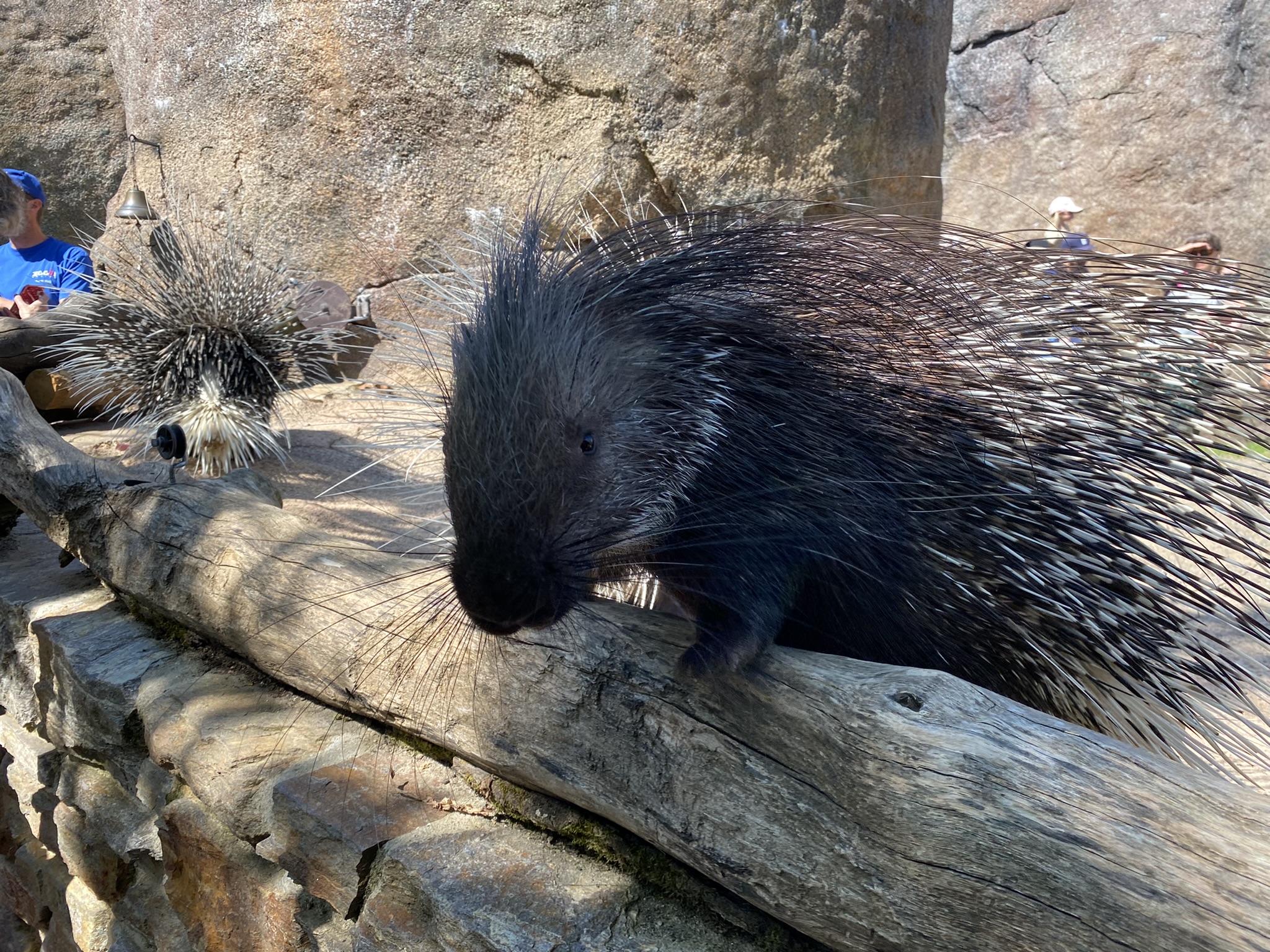 Bild des Stachelschweins Kymani im Zoo Zürich