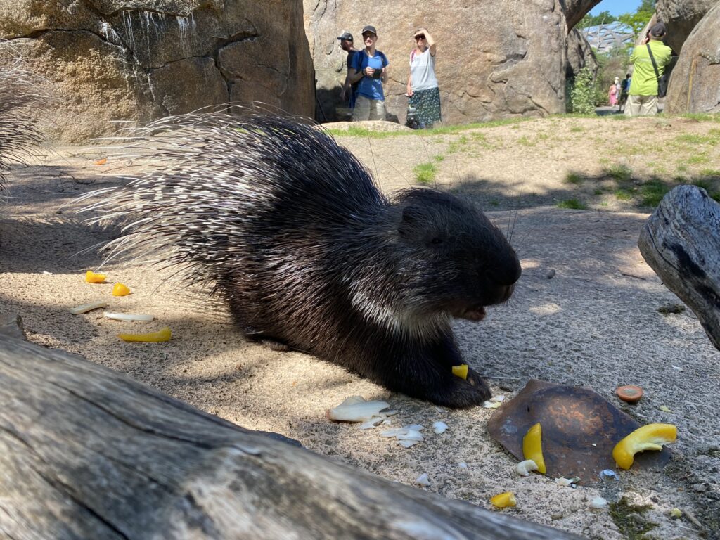 Bild des Stachelschweins Kymani im Zoo Zürich