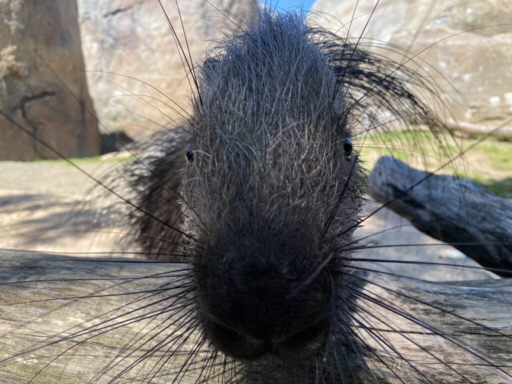 Bild des Stachelschweins Kymani im Zoo Zürich