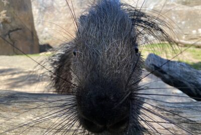 Bild des Stachelschweins Kymani im Zoo Zürich