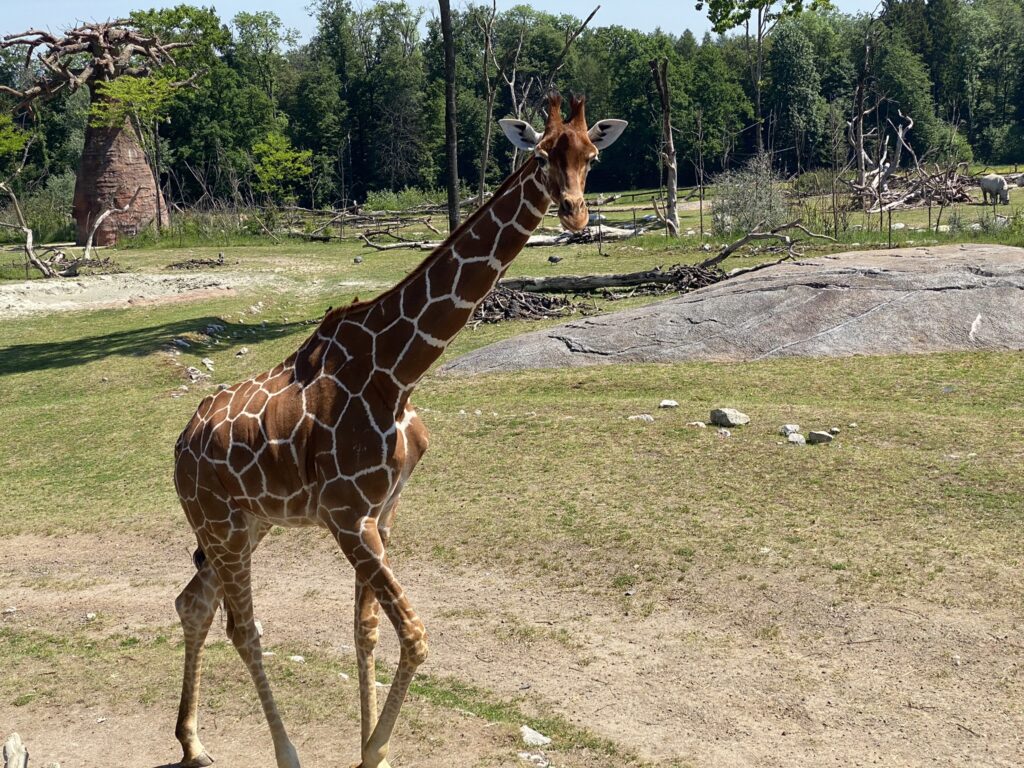 Bild der Giraffe im Zoo Zürich
