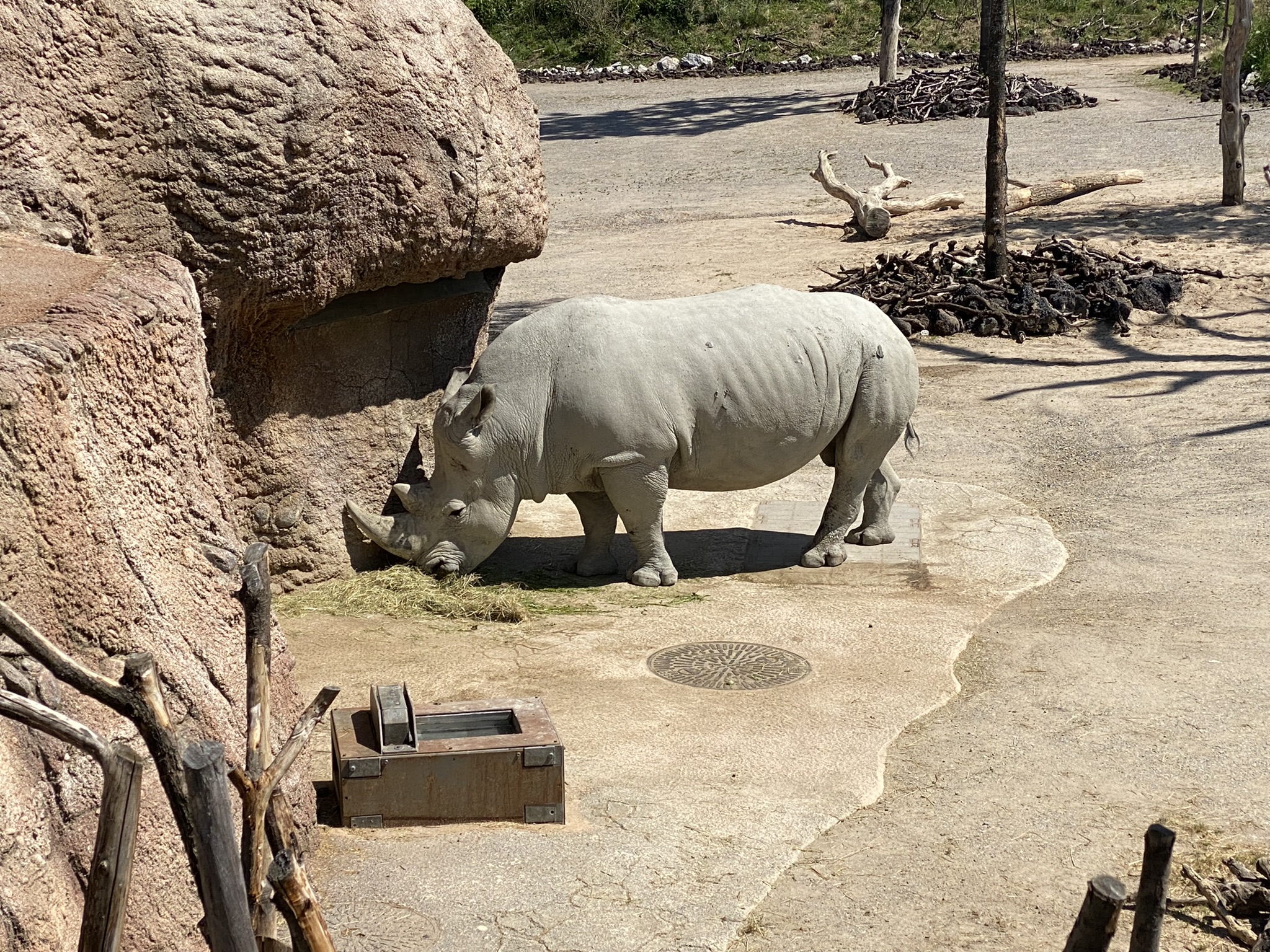 Bild des Nashorn Kimba im Zoo Zürich