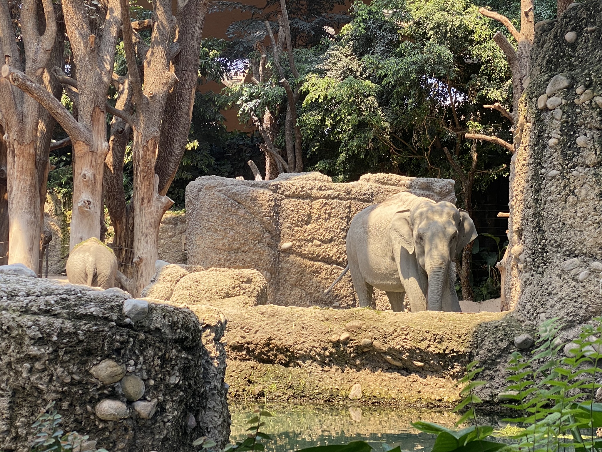 Bild der Elefanten im Zoo Zürich
