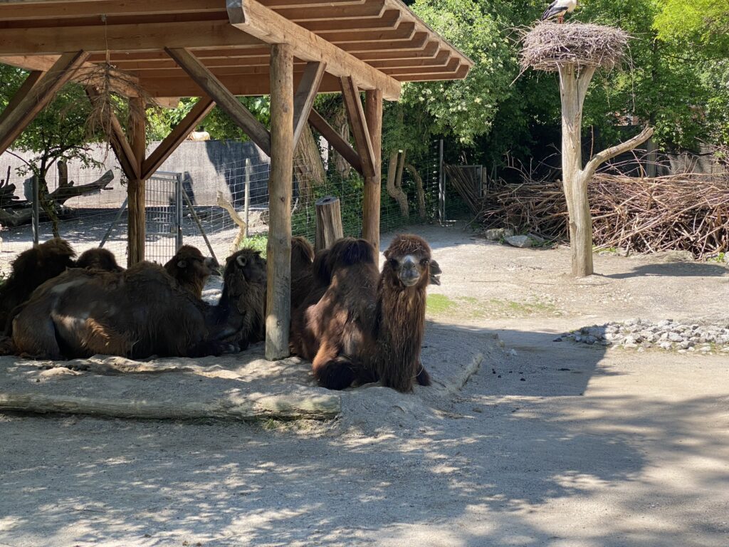 Bild der Kamele im Zoo Zürich