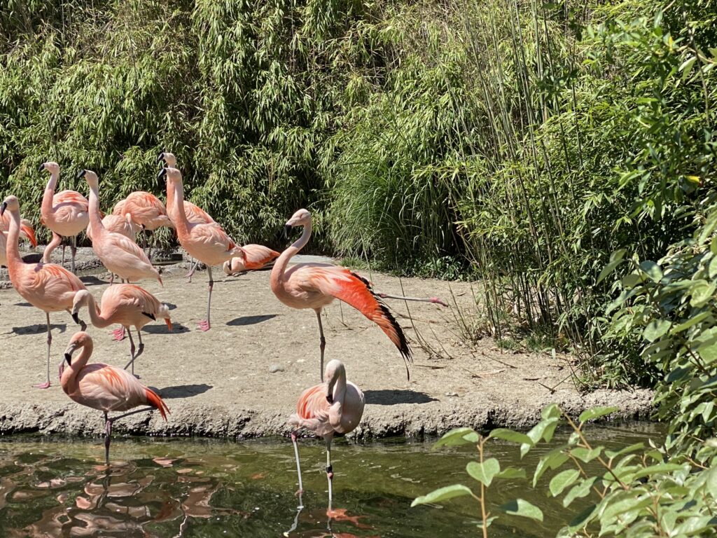 Bild der Flamingos im Zoo Zürich
