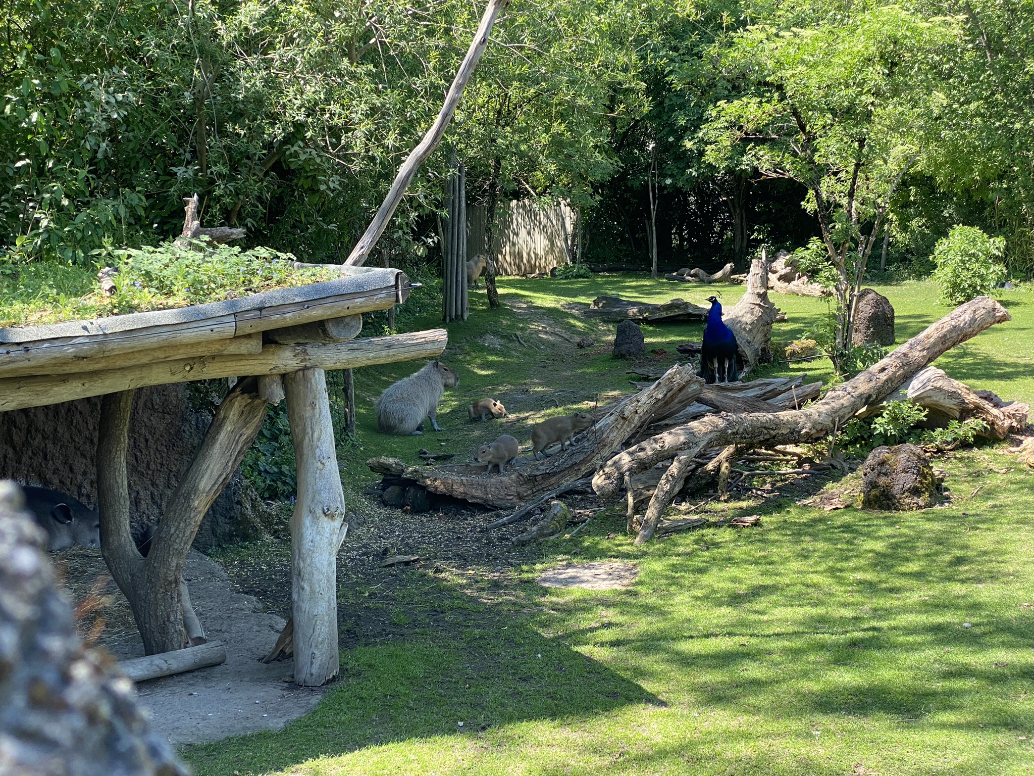 Bild der Capybaras im Zoo Zürich
