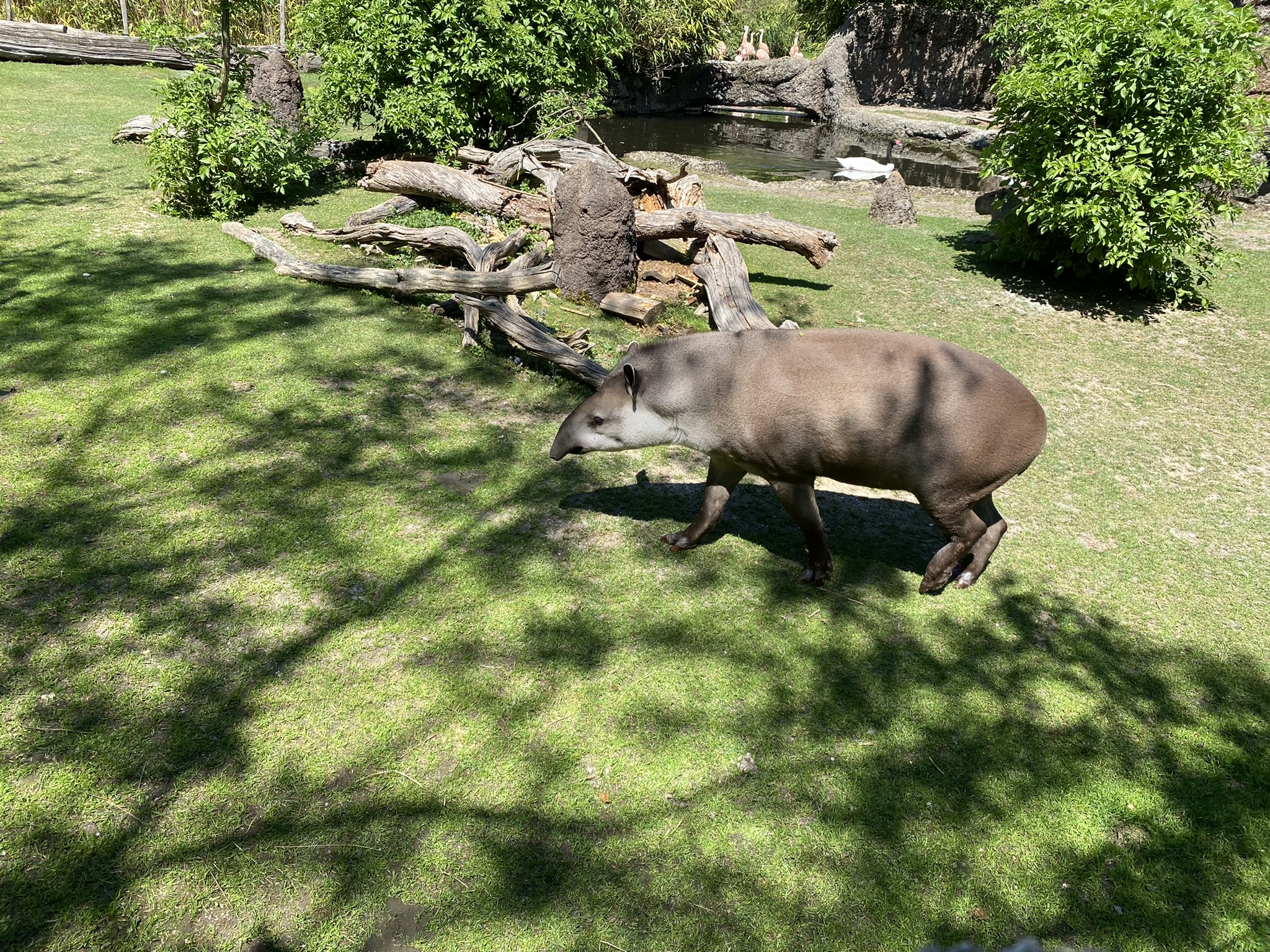 Bild des Tapirs im Zoo Zürich