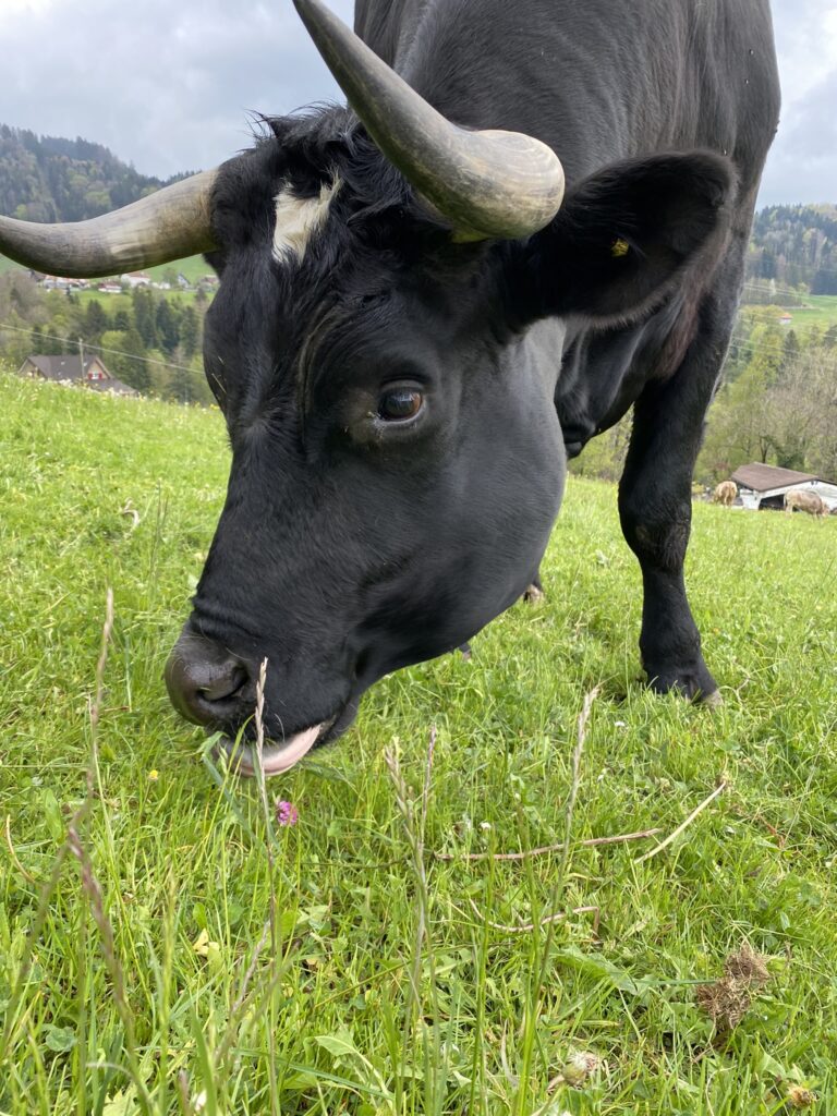 Bild von Ochse Saran