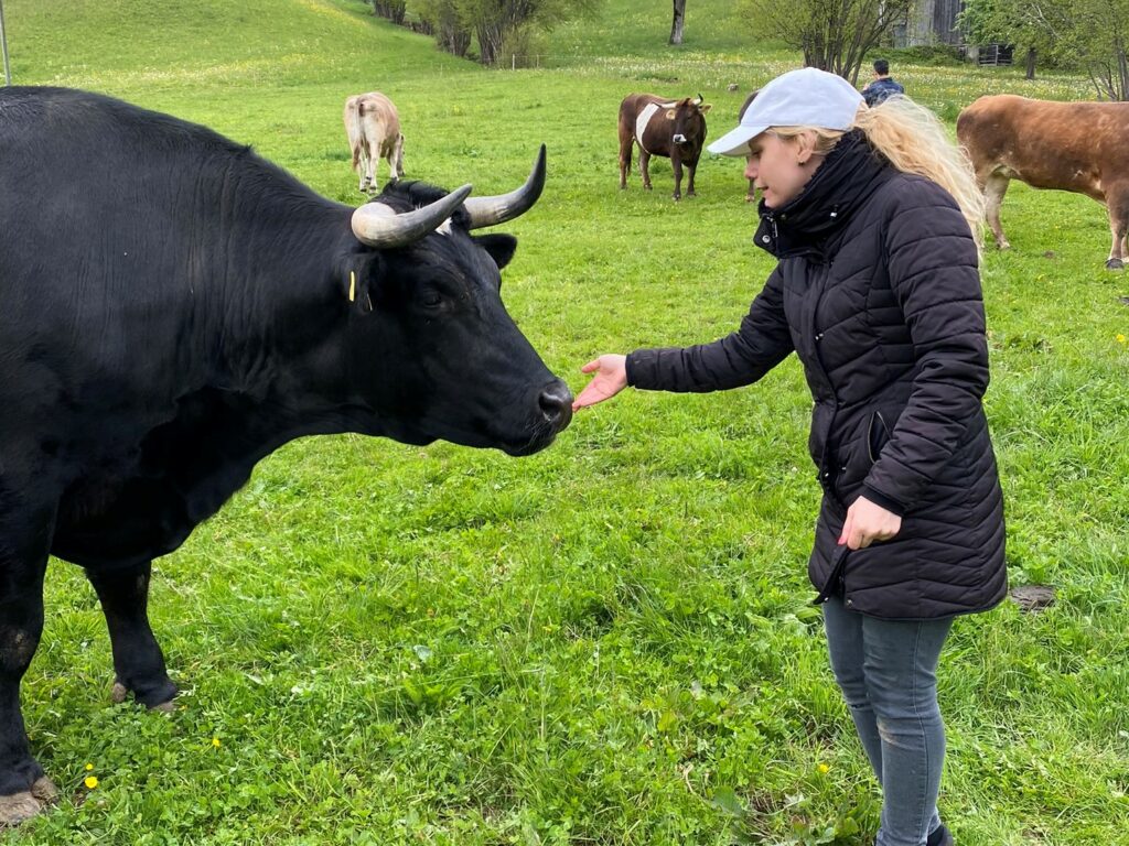 Bild von Patenochse Saran und Daphne Chaimovitz auf dem Hof Lebensparadies