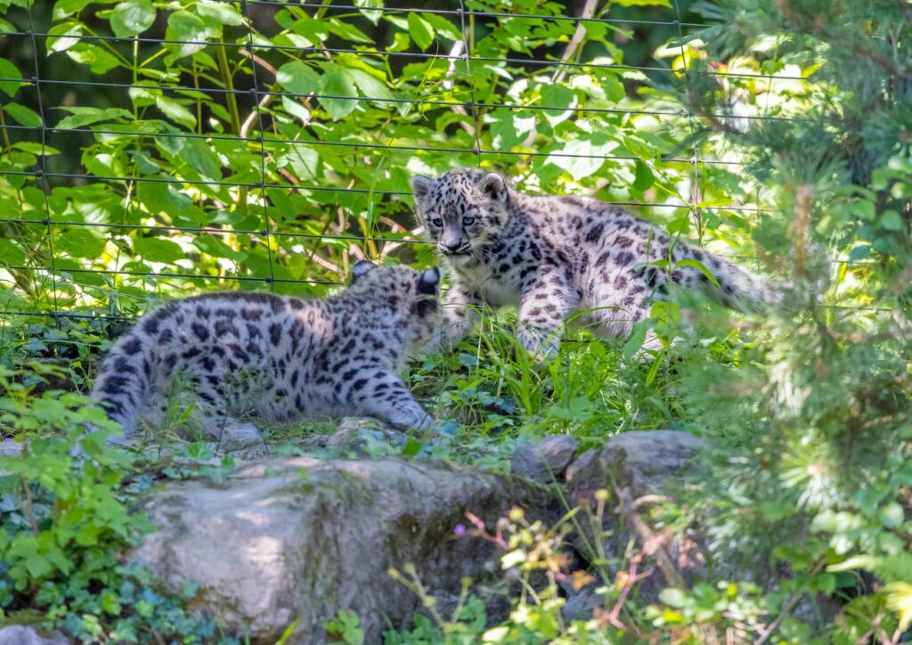 Bild der Schneeleoparden im Zoo Zürich