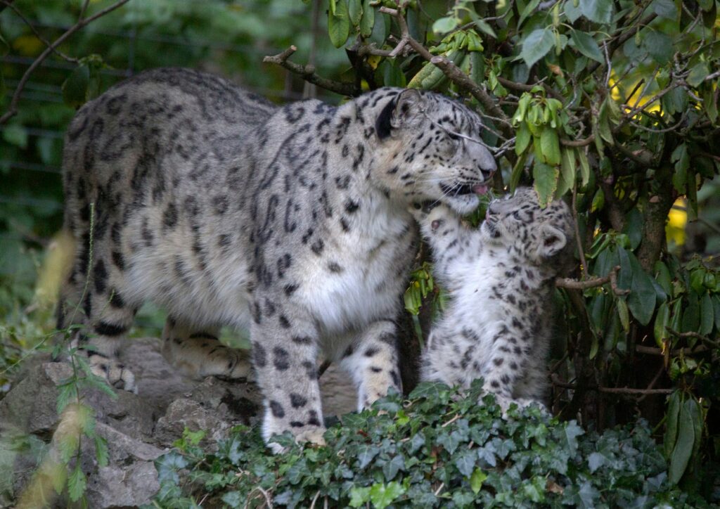 Bild der Schneeleoparden im Zoo Zürich