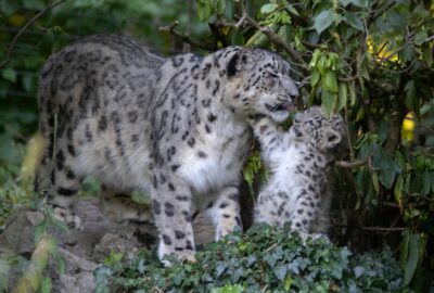 Bild der Schneeleoparden im Zoo Zürich