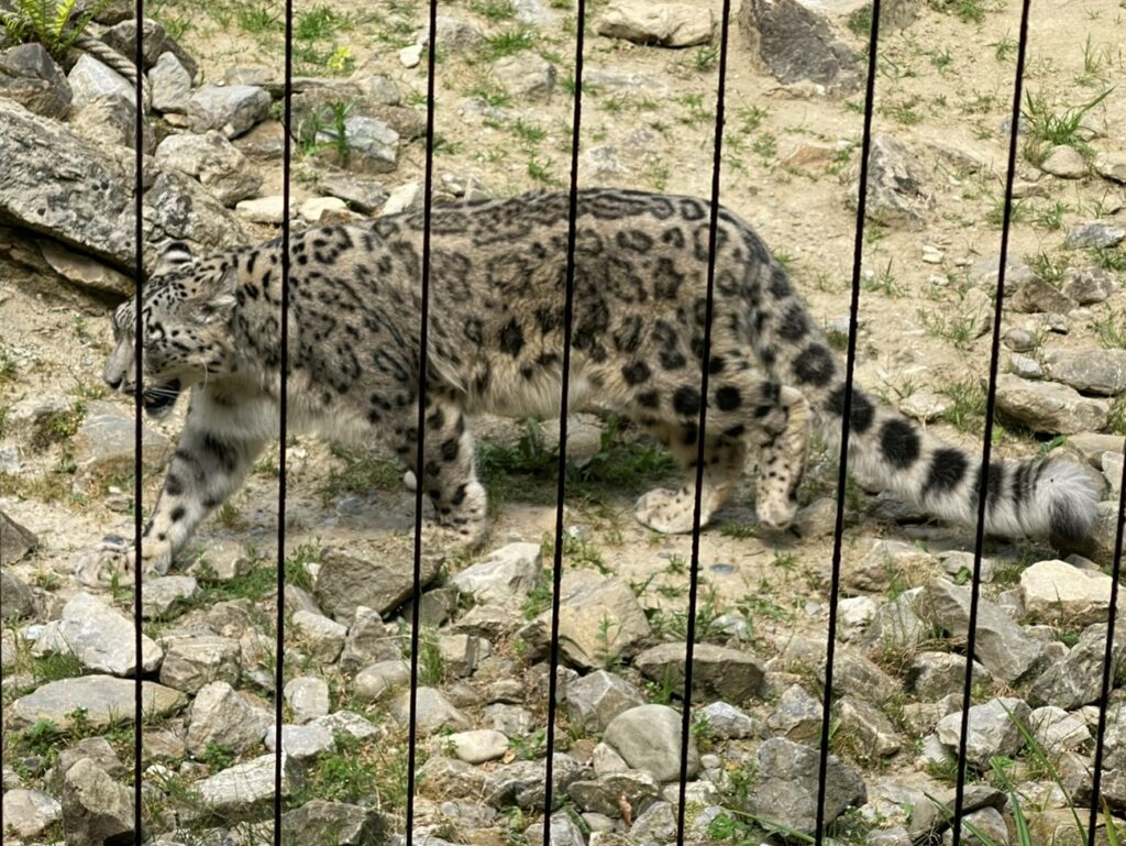 Bild des Schneeleoparden im Zoo Zürich