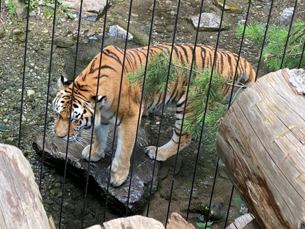 Bild des Tigers im Zoo Zürich
