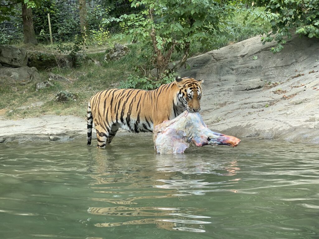Bild des Tigers im Zoo Zürich