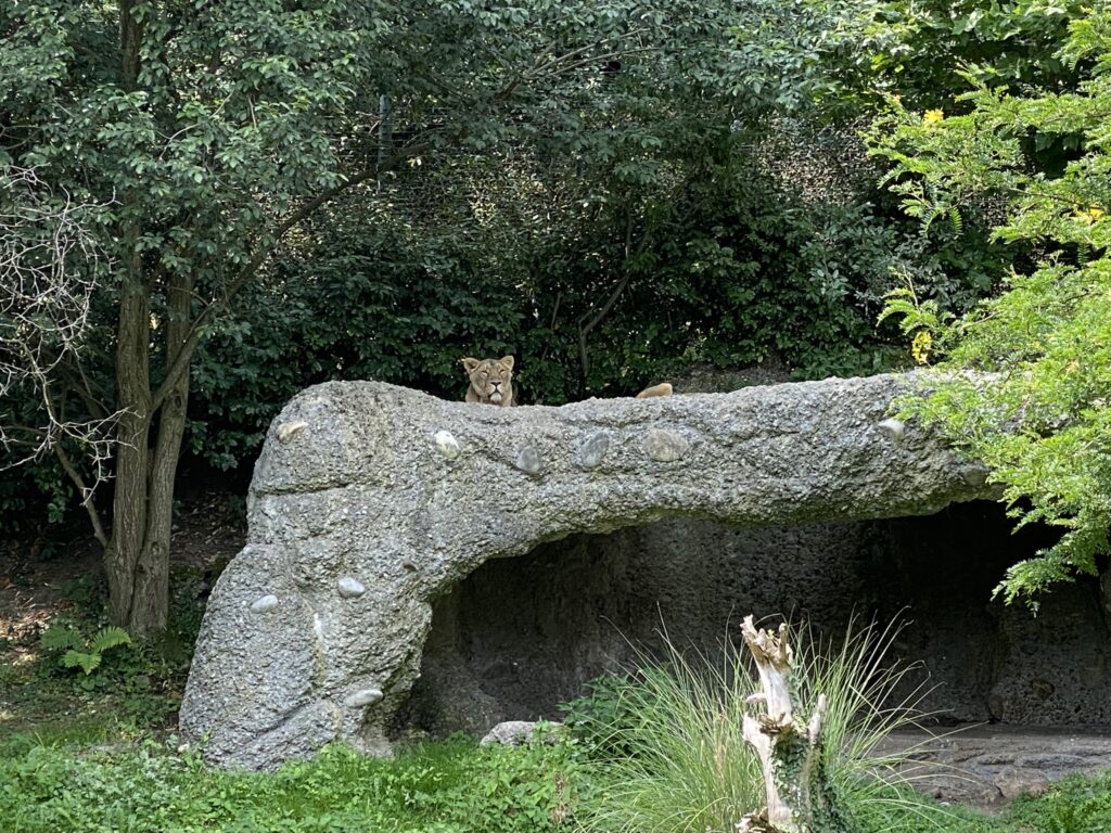 Bild der Löwinnen im Zoo Zürich
