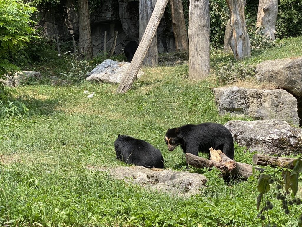 Bild der Brillenbären im Zoo Zürich