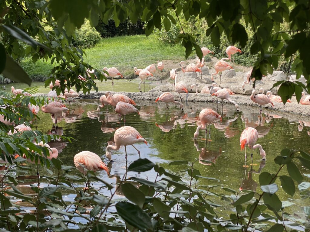 Bild der Flamingos im Zoo Zürich