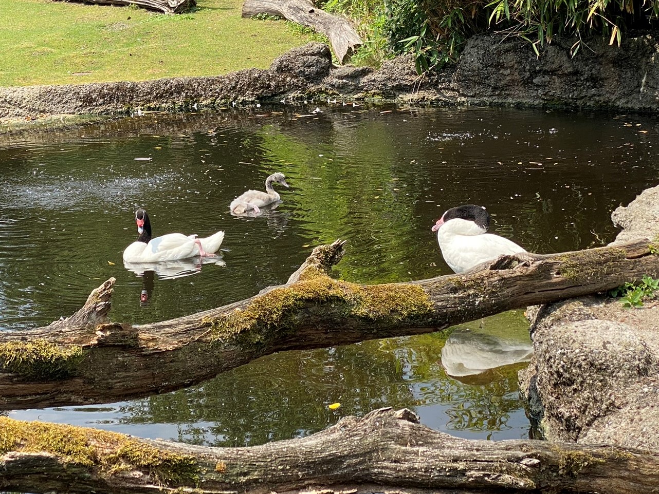 Bild der Schwarzhalsschwäne im Zoo Zürich