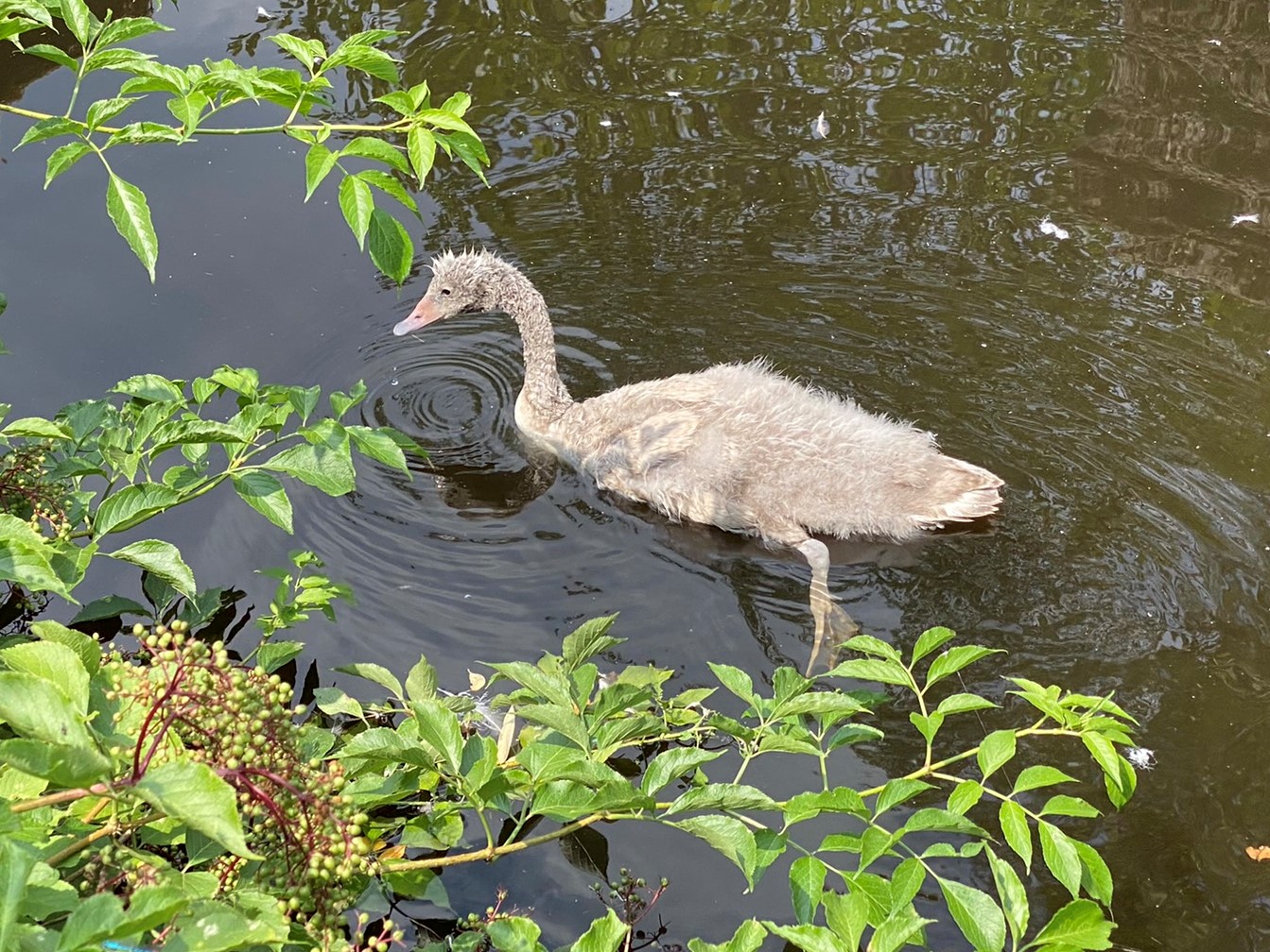 Bild des Schwarzhalsschwans im Zoo Zürich