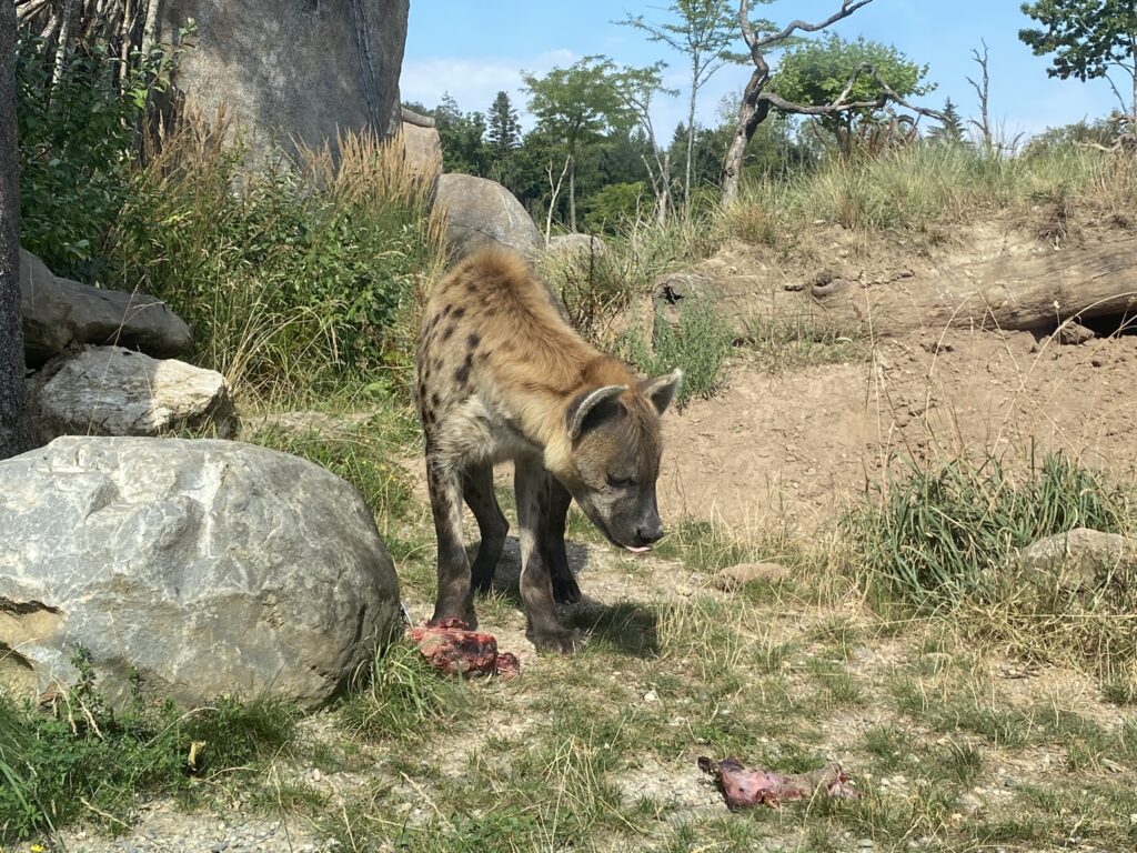 Bild der Tüpfelhyäne im Zoo Zürich