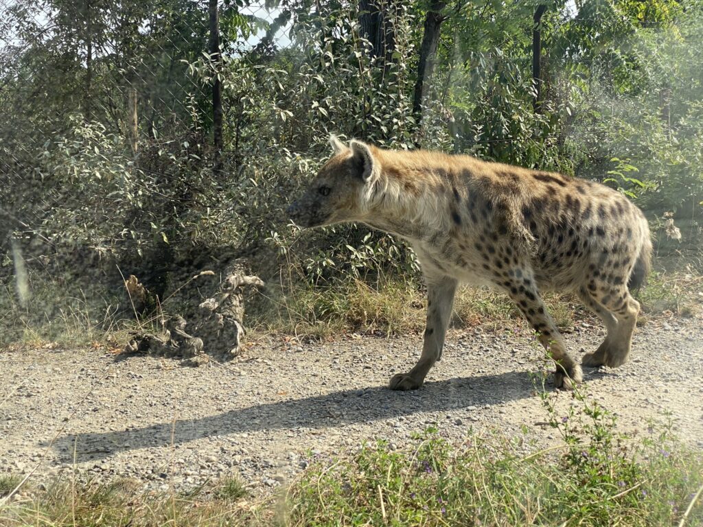 Bild der Tüpfelhyäne im Zoo Zürich