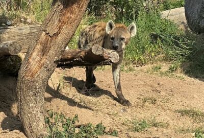 Bild der Tüpfelhyäne im Zoo Zürich