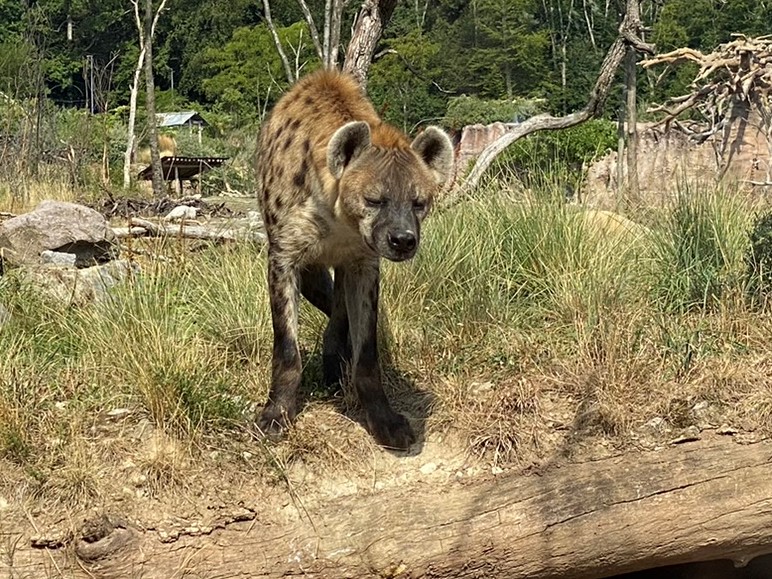 Bild der Tüpfelhyäne im Zoo Zürich