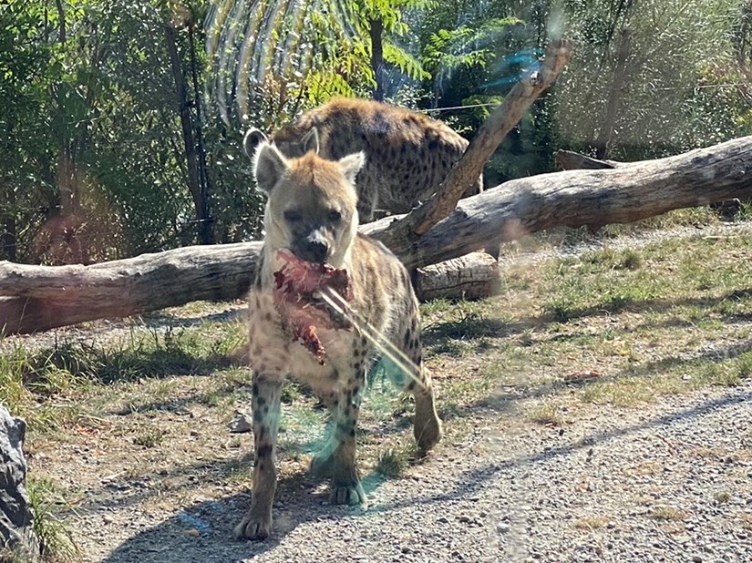 Bild der Tüpfelhyäne im Zoo Zürich