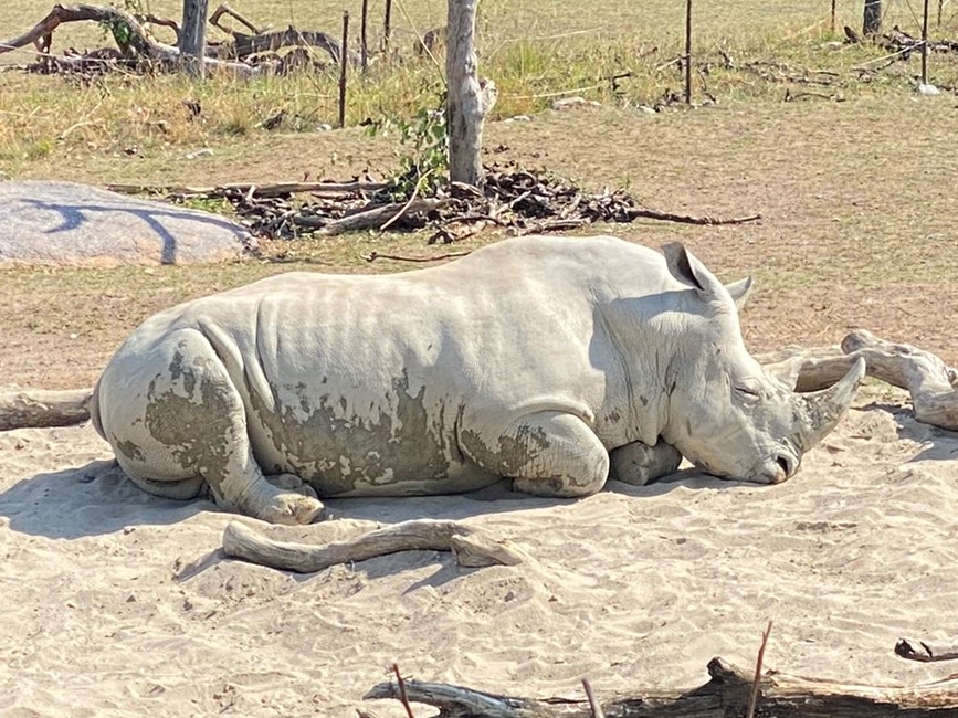 Bild eines Nashorns im Zoo Zürich