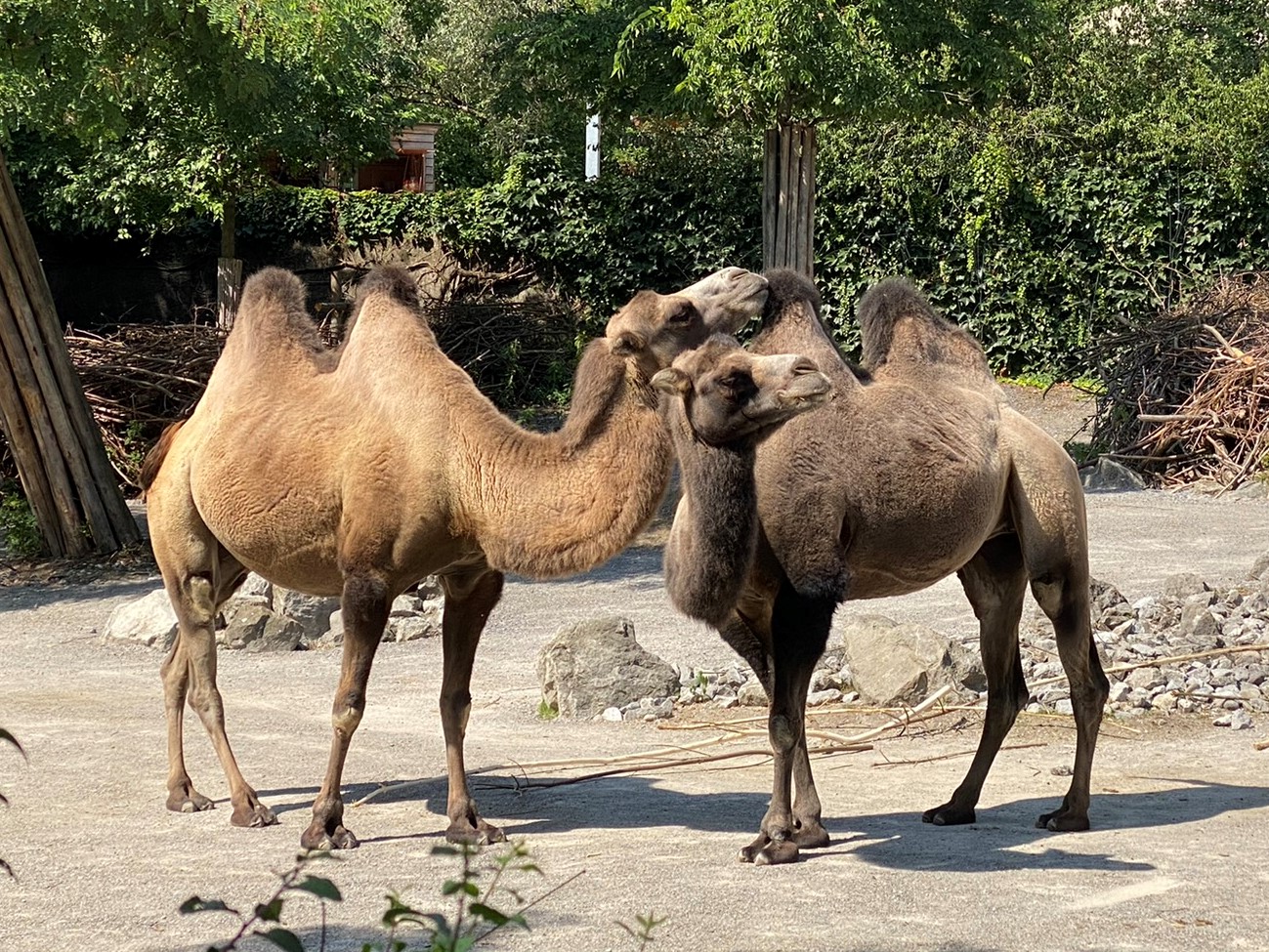 Bild der Kamele im Zoo Zürich