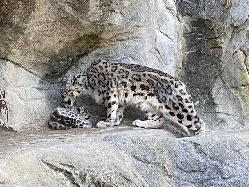 Bild der Schneeleoparden im Zoo Zürich