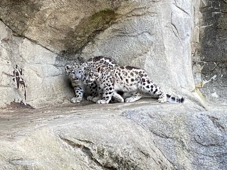 Bild der Schneeleoparden im Zoo Zürich